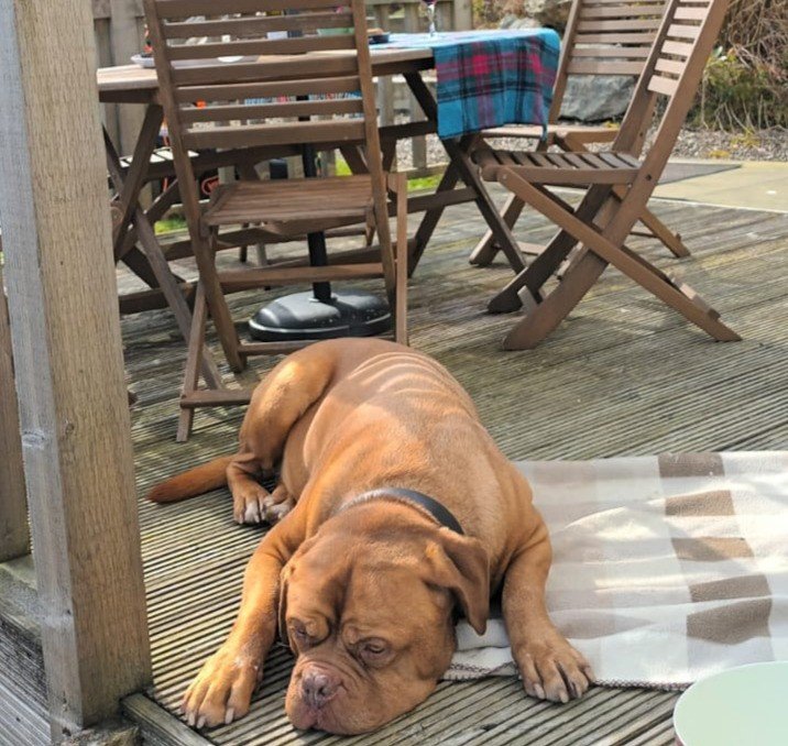 Happy dog at Highland Snug